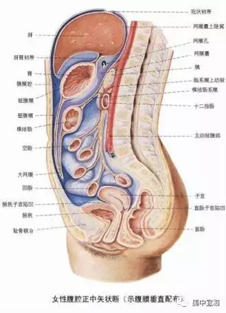 人体腹部子宫位置图片